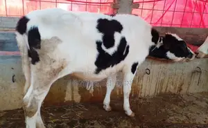 ১২৭৩ নং বকনা বাছুর বিক্রয়।
