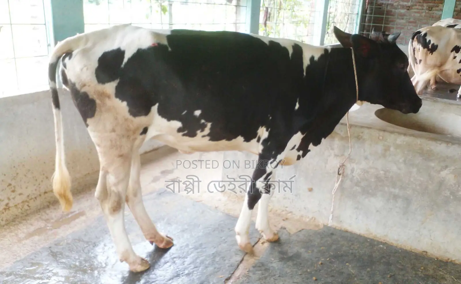 ১২৭৪ নং পোষার জন্য ভালো জতের বকনা ।