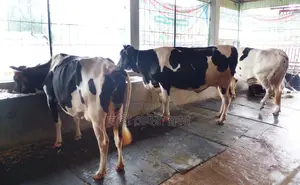 ১২৭৫ নং উন্নত জাতের ৩টি গাভী বিক্রয় হবে।