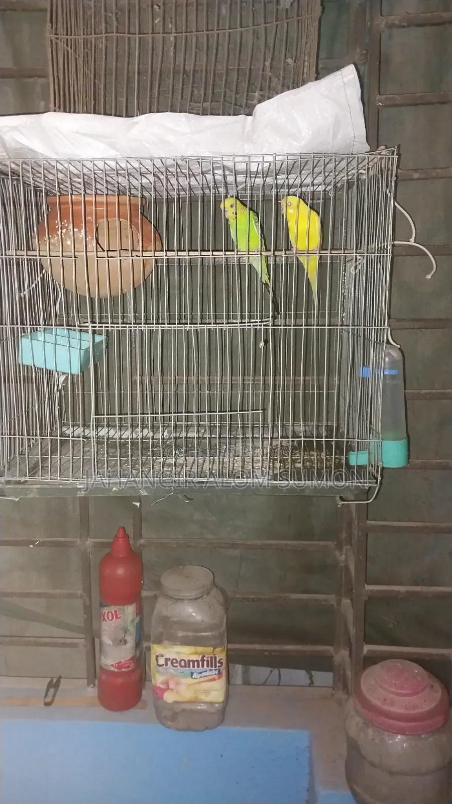 বাজিগর পাখি