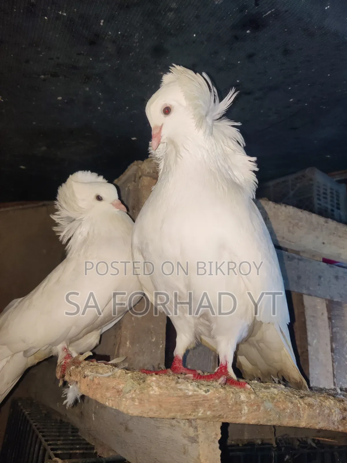 ভাল মানের কিছু কবুতর বিক্রি করবো লাগলে ইনবক্সে মেসেজ দিন