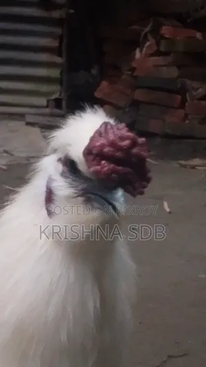 সিল্কি মুরগির বীজ ডিম বিক্রি হবে