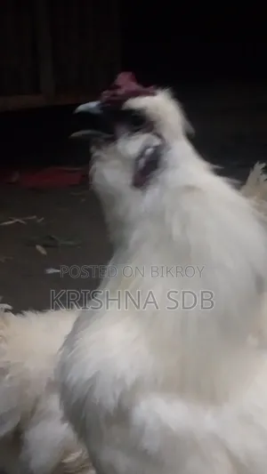সিল্কি মুরগির বীজ ডিম বিক্রি হবে