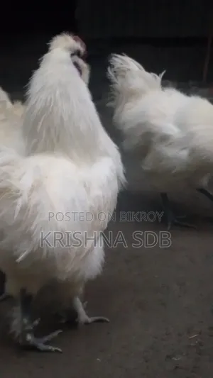 সিল্কি মুরগির বীজ ডিম বিক্রি হবে