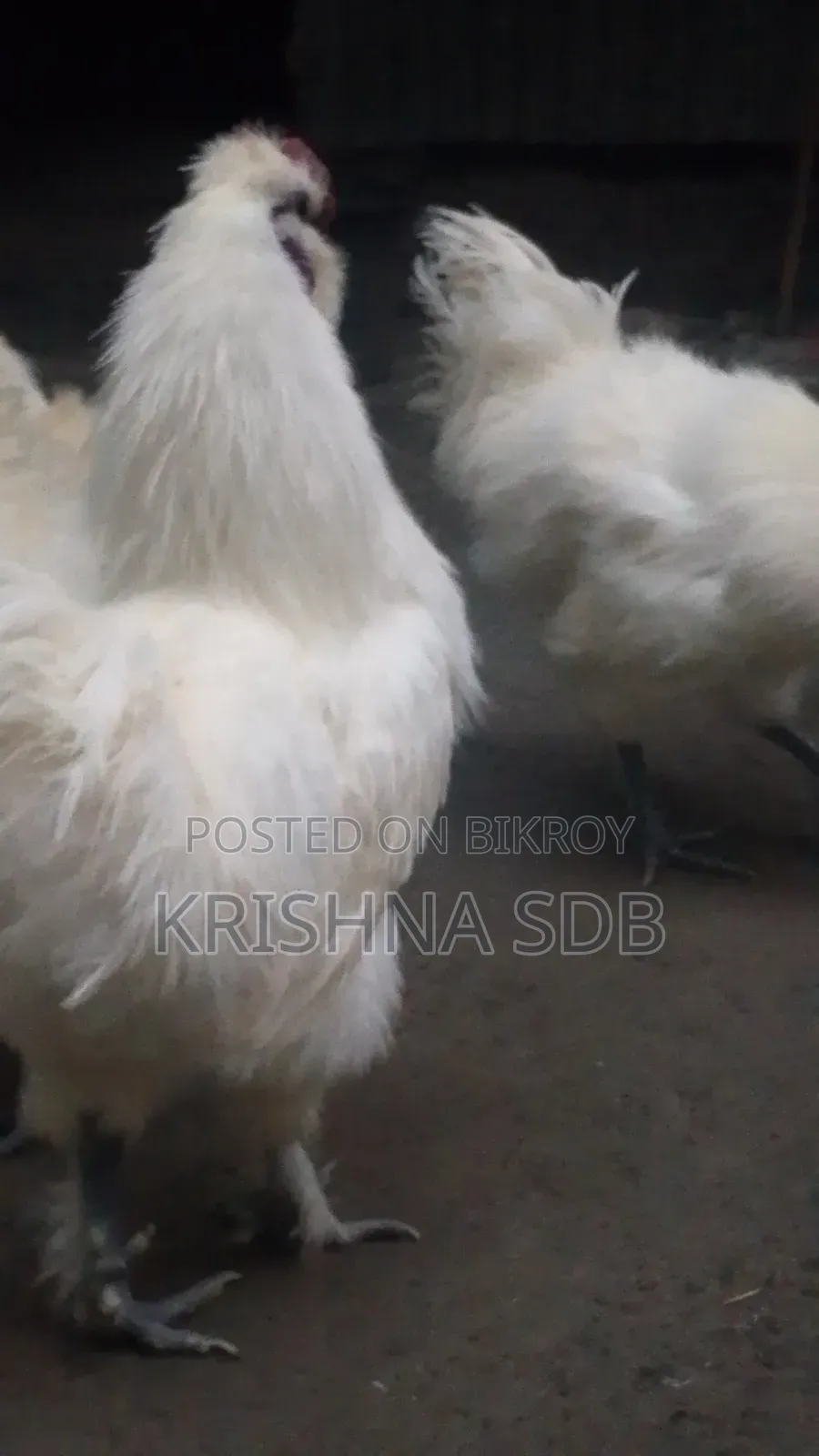 সিল্কি মুরগির বীজ ডিম বিক্রি হবে