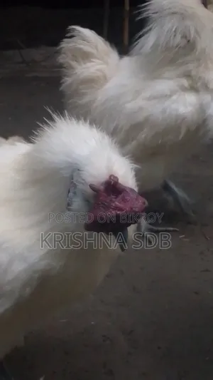 সিল্কি মুরগির বীজ ডিম বিক্রি হবে