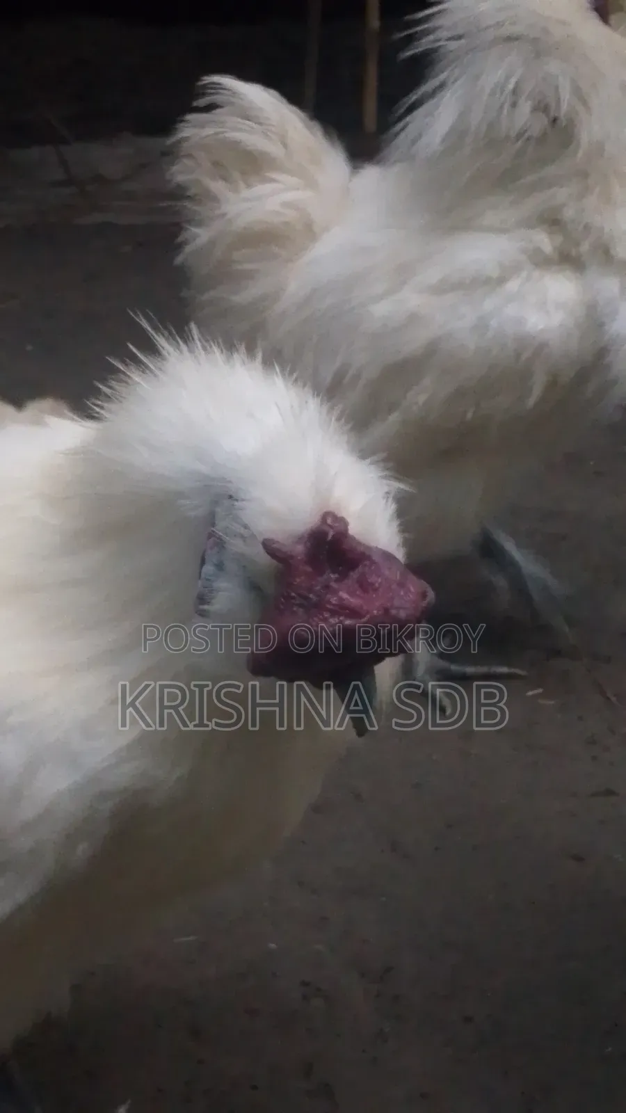 সিল্কি মুরগির বীজ ডিম বিক্রি হবে