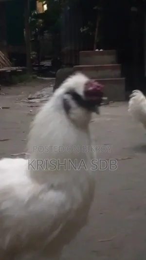 সিল্কি মুরগির বীজ ডিম বিক্রি হবে