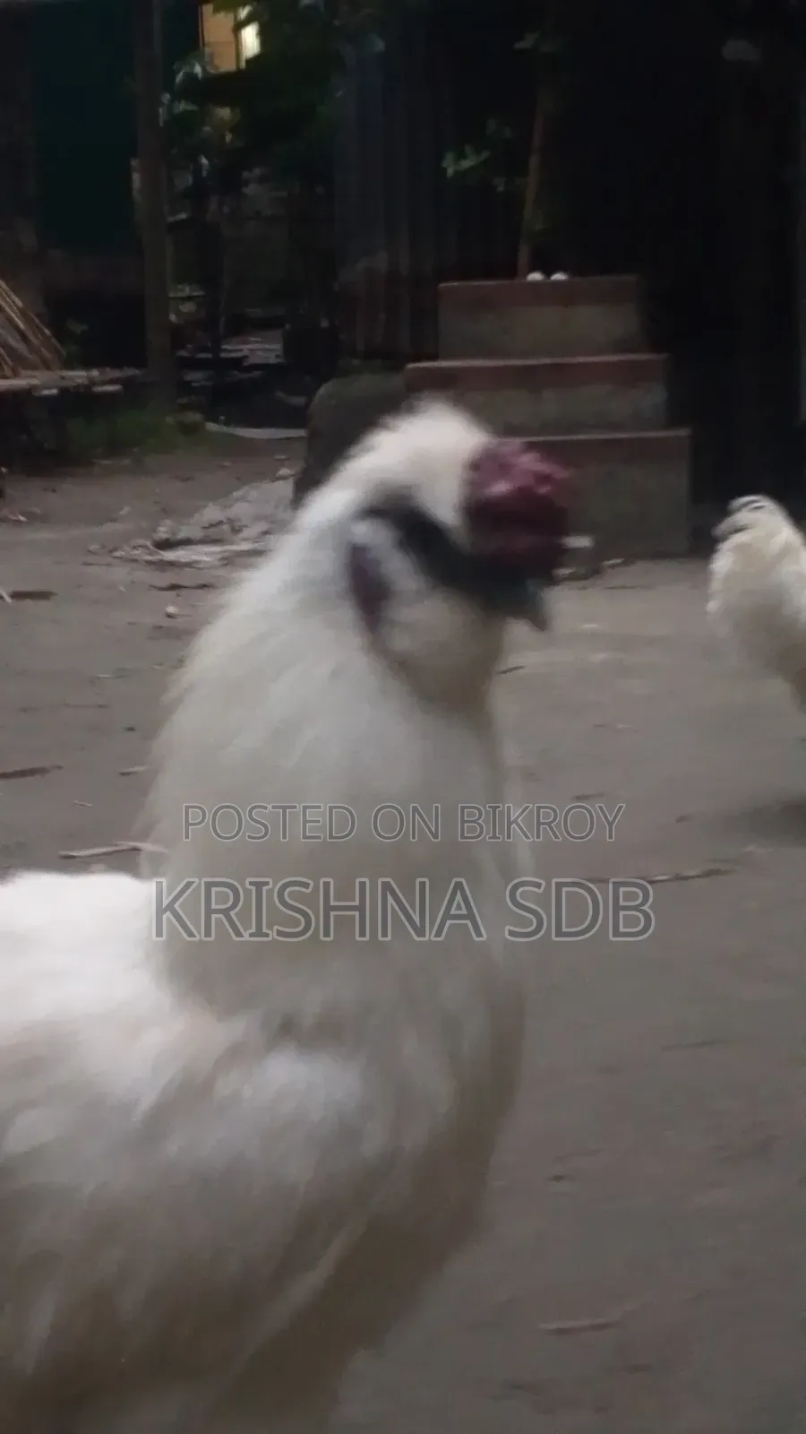 সিল্কি মুরগির বীজ ডিম বিক্রি হবে
