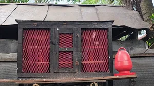 খোপসহ কবুতর
