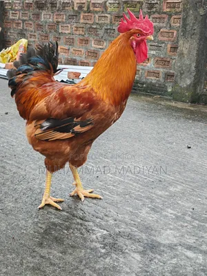 টাইগার মুরগা