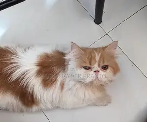 6-12 Months Female Purebred Persian Cat