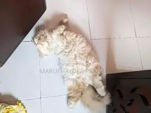 6-12 Months Female Purebred Persian Cat