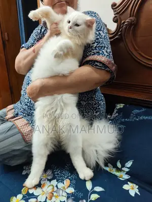 3-6 Months Male Purebred Persian Cat