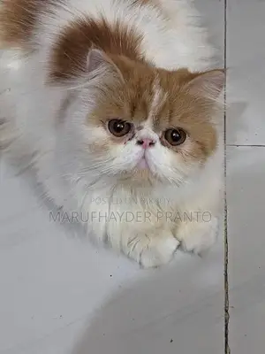 6-12 Months Female Purebred Persian Cat