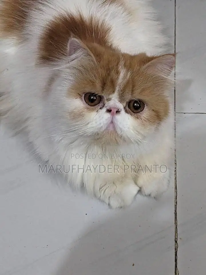 6-12 Months Female Purebred Persian Cat