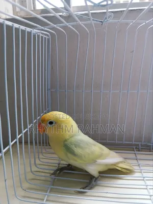 Love Bird Pastel Parblue Opaline
