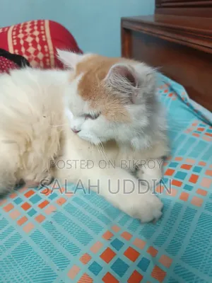 3-6 months Female Purebred Persian