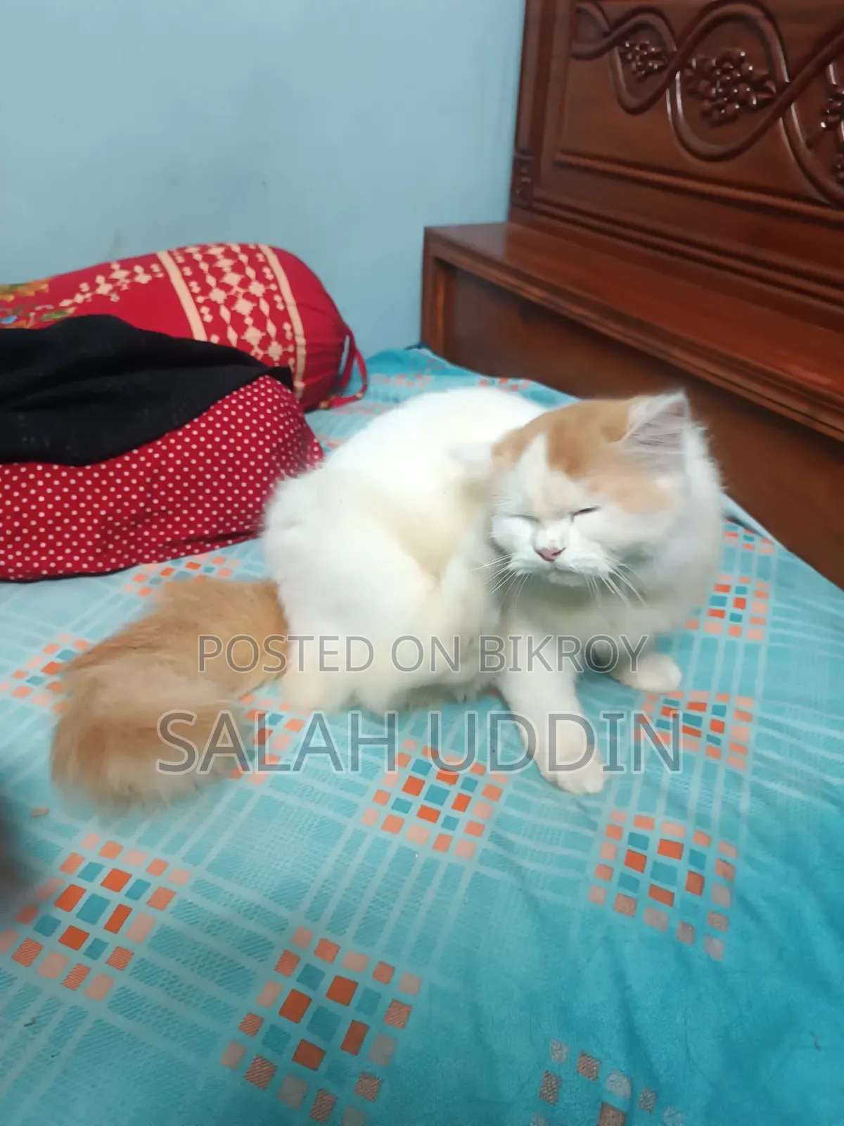 3-6 months Female Purebred Persian