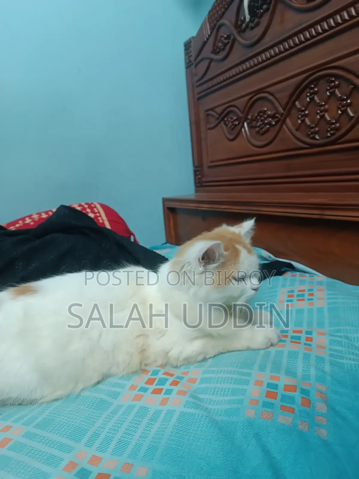 3-6 months Female Purebred Persian