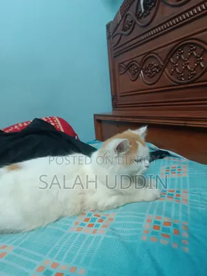 3-6 months Female Purebred Persian