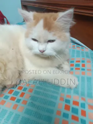 3-6 months Female Purebred Persian