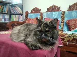 1+ Year Female Purebred Persian