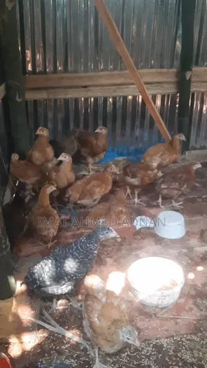 টাইগার মোরগ ২ মাস L