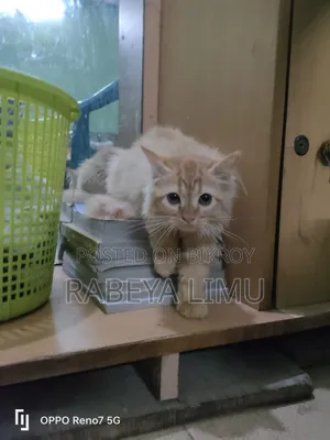 1-3 Months Male Purebred Persian Kitten