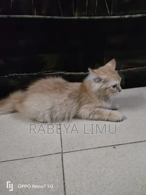 1-3 Months Male Purebred Persian Kitten