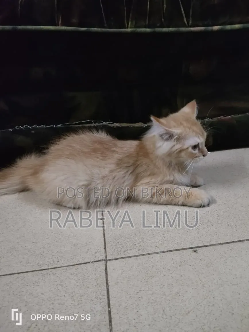 1-3 Months Male Purebred Persian Kitten