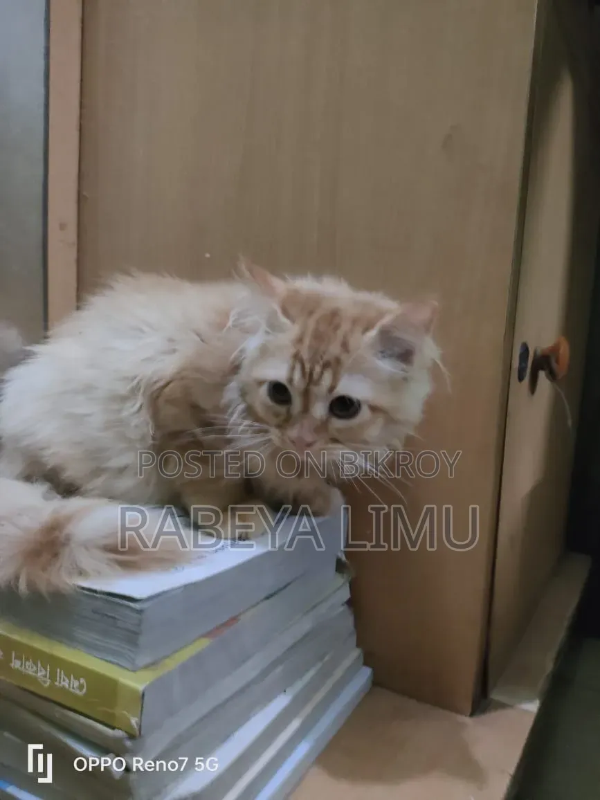 1-3 Months Male Purebred Persian Kitten