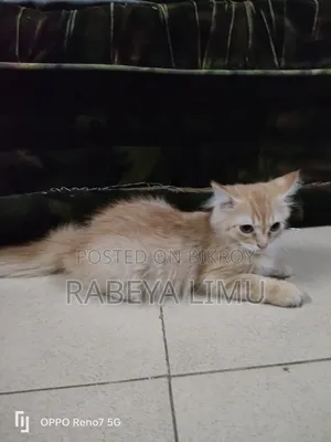 1-3 Months Female Purebred Persian Kitten