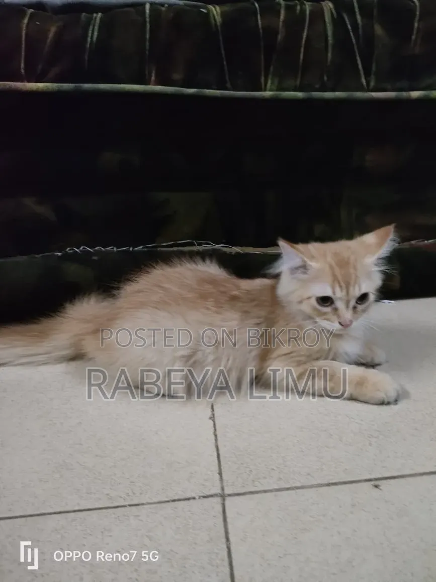 1-3 Months Female Purebred Persian Kitten