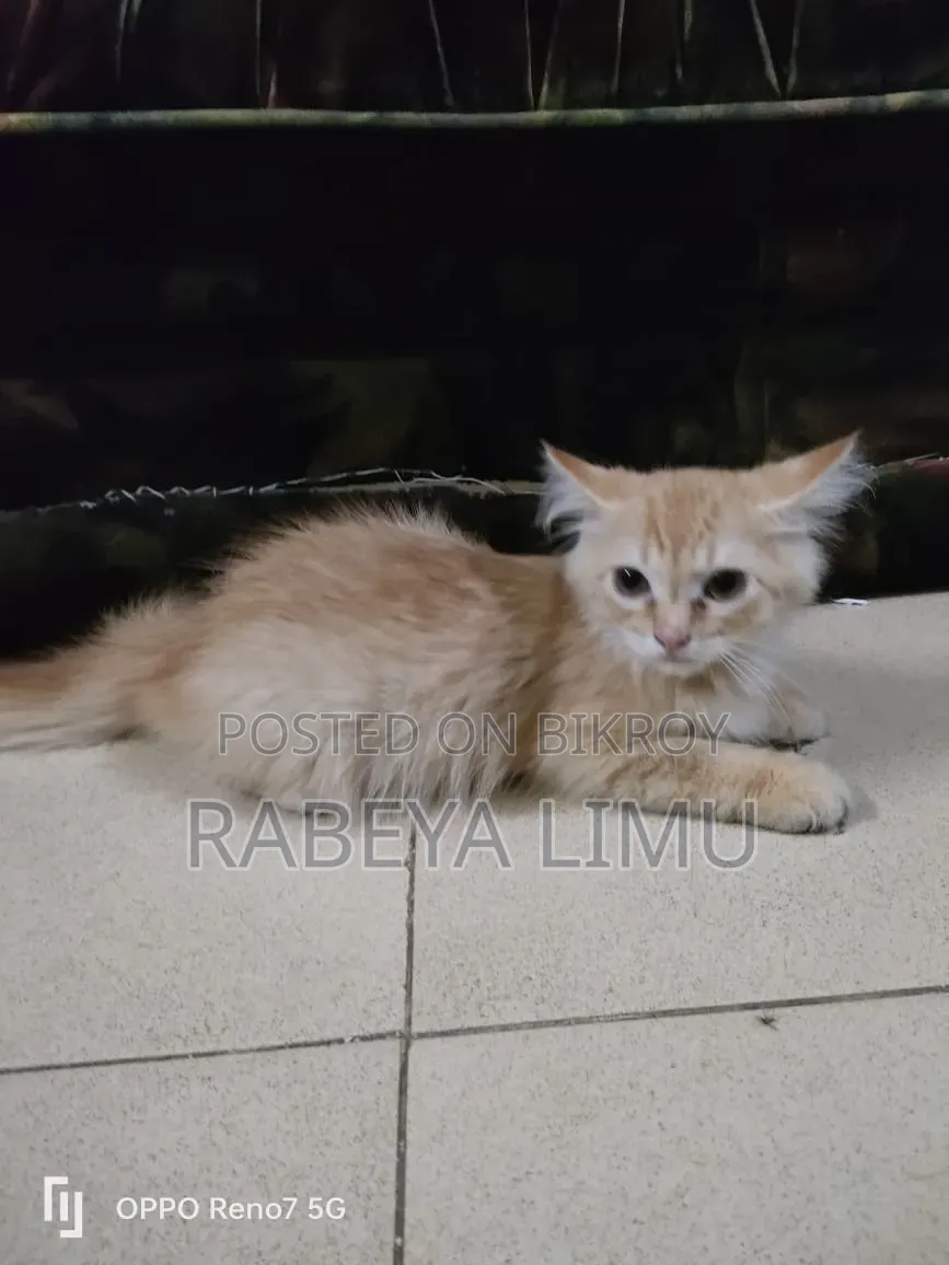 1-3 Months Female Purebred Persian Kitten