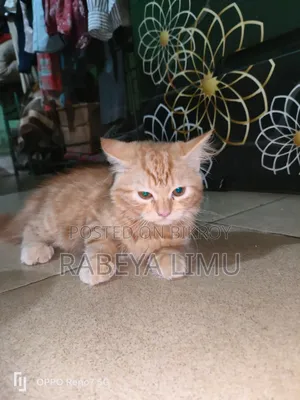 1-3 Months Female Purebred Persian Kitten