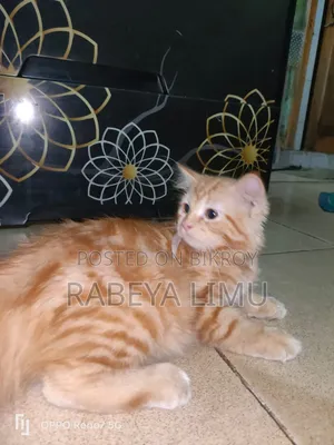 1-3 Months Female Purebred Persian Kitten