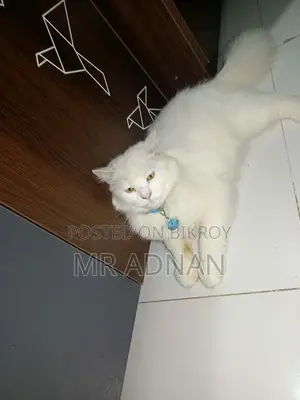3-6 Months Male Mixed Breed Persian