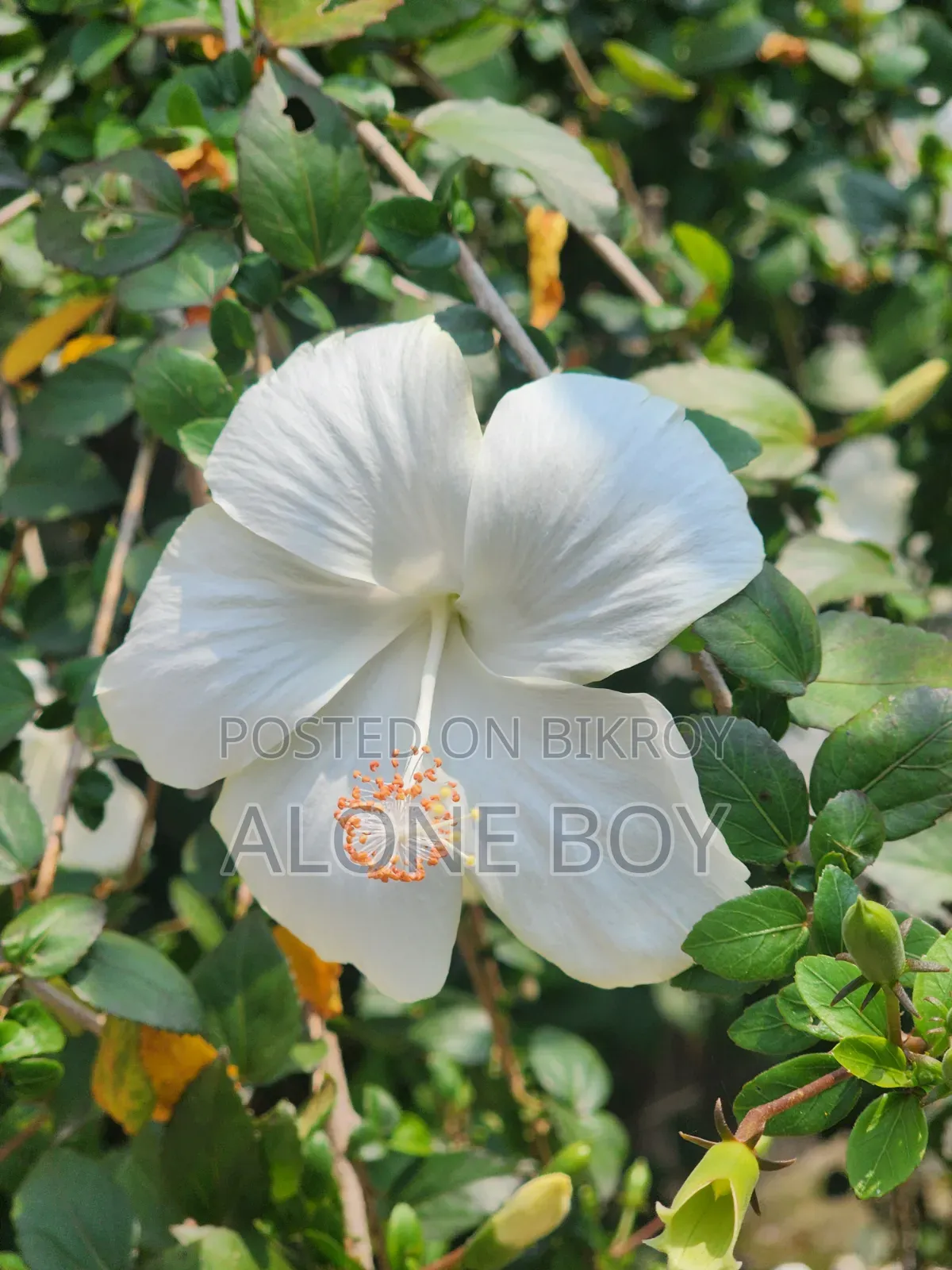 স্যামসাং গ্যালাক্সি এস২২ আল্ট্রা ১২৮ জিবি ব্ল্যাক