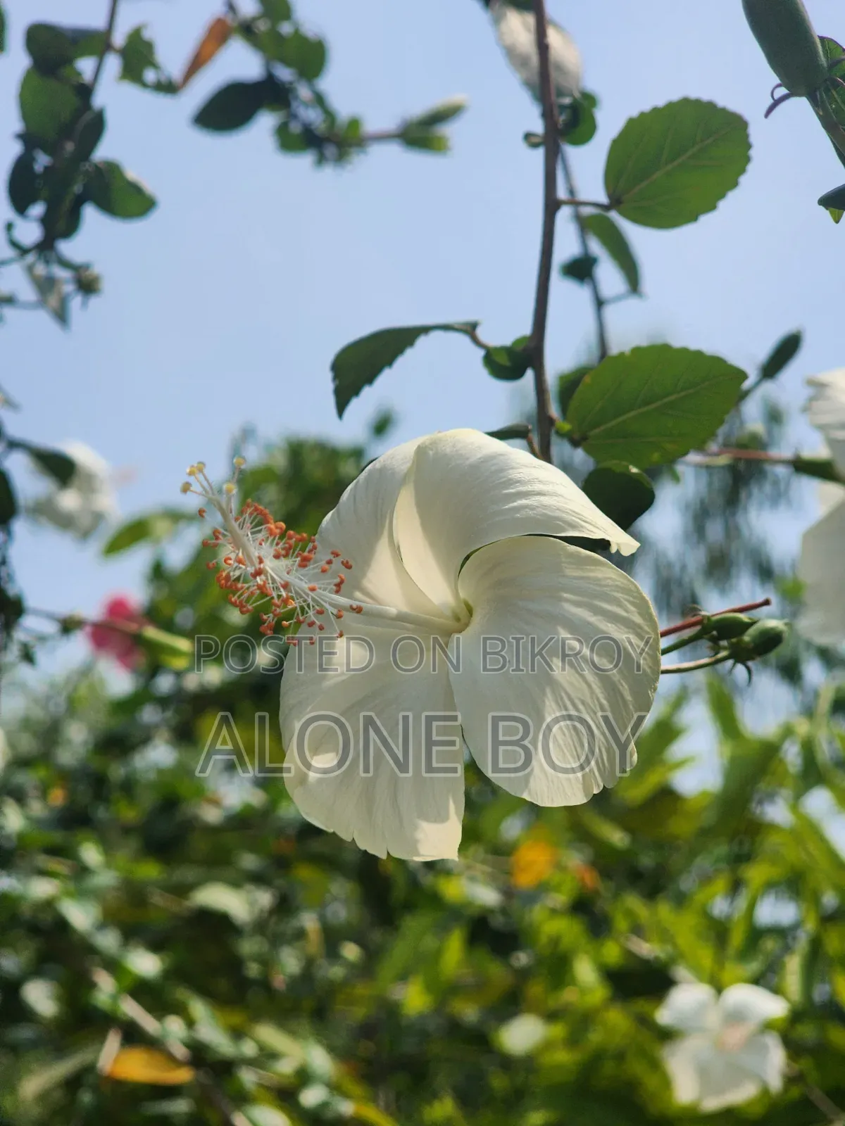 স্যামসাং গ্যালাক্সি এস২২ আল্ট্রা ১২৮ জিবি ব্ল্যাক