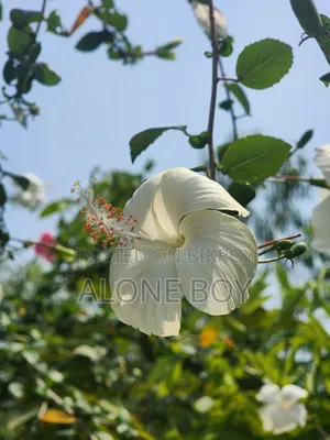 স্যামসাং গ্যালাক্সি এস২২ আল্ট্রা ১২৮ জিবি ব্ল্যাক