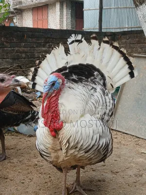 নিউ অ্যাডাল্ট টার্কি মুরগি