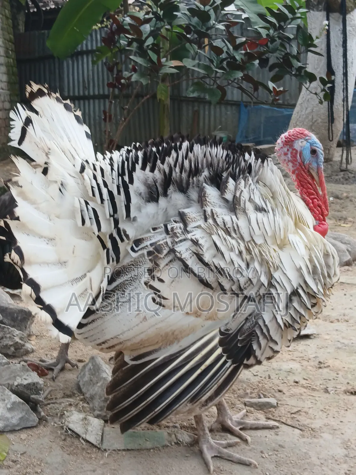 নিউ অ্যাডাল্ট টার্কি মুরগি