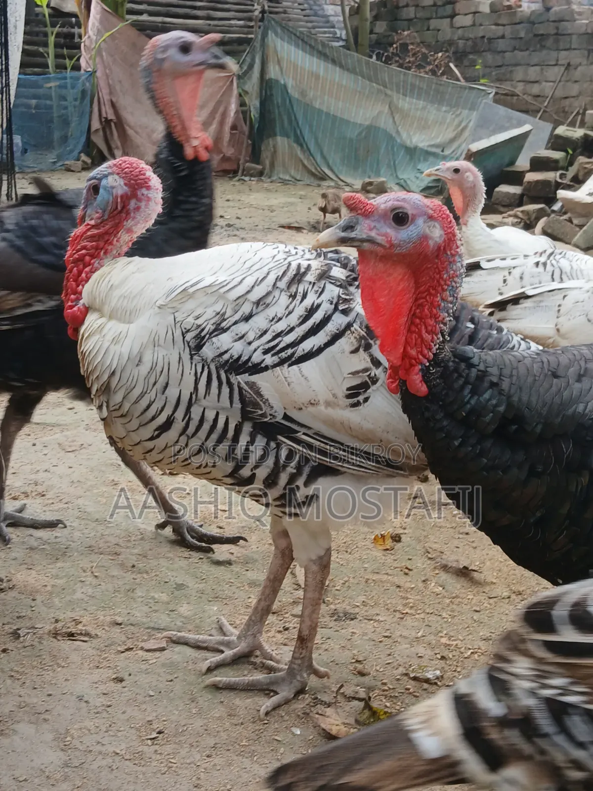 নিউ অ্যাডাল্ট টার্কি মুরগি