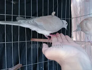 Dove Bird