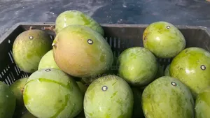 হরিভাঙ্গা আম (১০ কেজি)