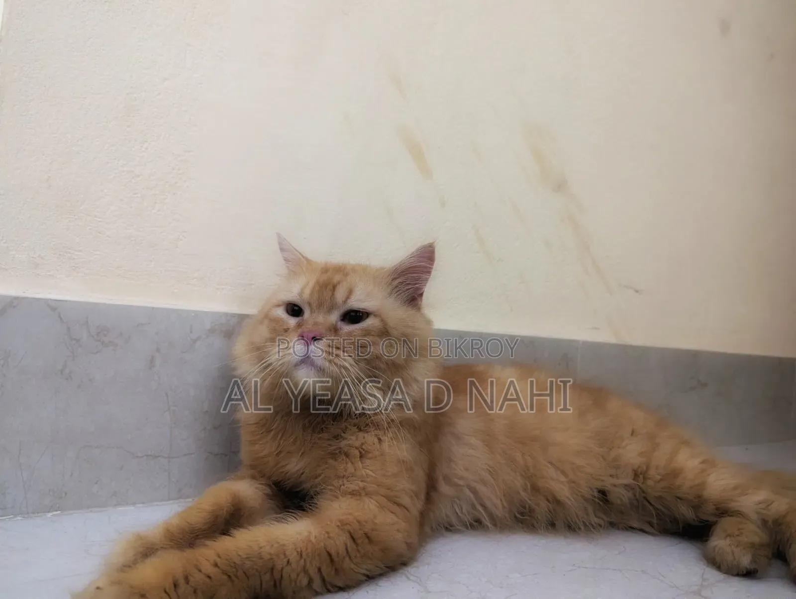 1+ Year Male Purebred Persian