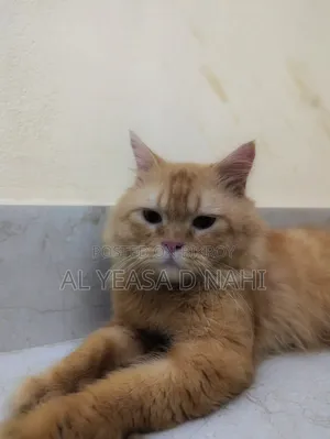1+ Year Male Purebred Persian