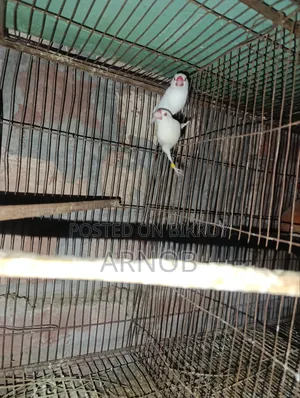 Red Eye Jaba Breeding Pair