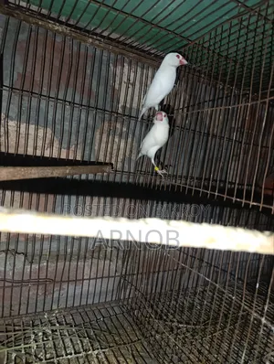 Red Eye Jaba Breeding Pair